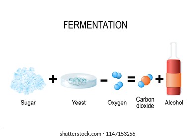 Fermentation is a metabolic process: consumes sugar with yeast or bacteria in the absence of oxygen. The result are organic acids, gases, or alcohol. vector illustration  for education and science use