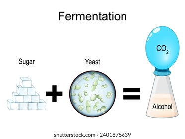 Fermentation is a metabolic process: consumes sugar with yeast or bacteria in the absence of oxygen. The result are organic acids, gases, or alcohol. scientific experiment. Microbial Metabolism