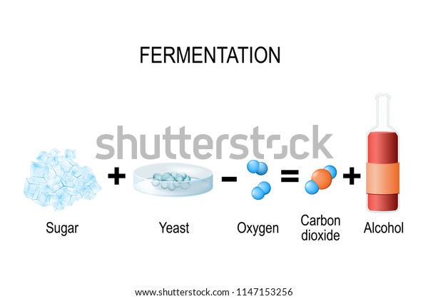 発酵は代謝過程である 酸素がない場合 酵母や細菌と共に糖を消費する その結果 有機酸 ガス アルコールが生じる 教育と科学の使用に関するベクターイラスト のベクター画像素材 ロイヤリティフリー