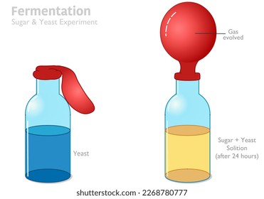 Fermentación, levadura, azúcar, experimento de globo. Proceso de cambio químico en alimentos o bebidas, acción de levaduras o bacterias. El etanol es un alcohol producido. Pan, vino, queso, cerveza, yogur. Vector