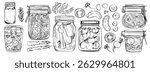 Fermented vegetables. Vector food line drawing on white background. Jars with preserves, sauerkraut, pickles.
