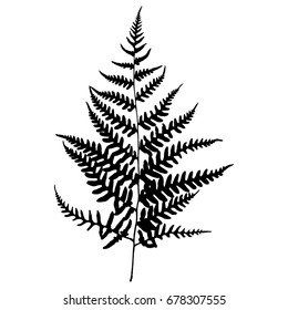 Fern 047. Silhouette. Vector.