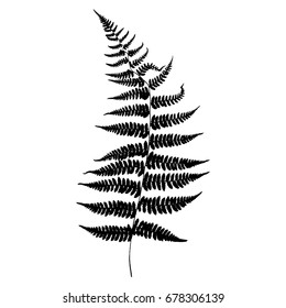 Fern 067. Silhouette. Vector.