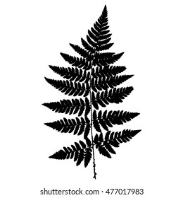 Fern 12. Silhouette. Vector.