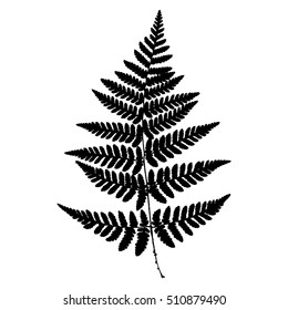 Fern 14. Silhouette sheet fern on white background. Vector. EPS 10.