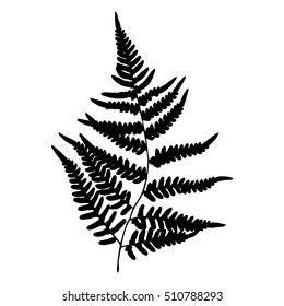 Fern 15. Silhouette sheet fern on white background. Vector. 