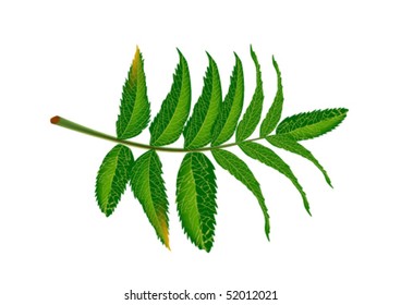 fern