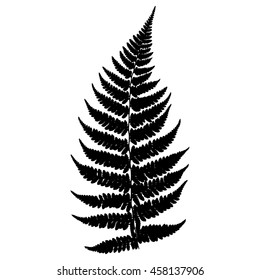 Fern 6. Silhouette. Vector.
