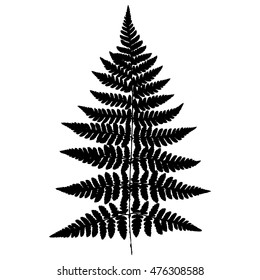  Fern 9. Silhouette. Vector.