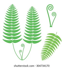 Fern abstract leaves on white background