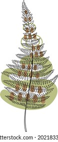 Fern autumn leaf vector illustration. Abstract shapes and Forest leaves clipart. Modern neutral elements design.