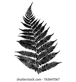 Fern. Black isolated silhouette on white background. Vector illustration.