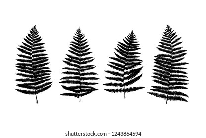 Fern, black silhouettes. Vector botanical illustration. 