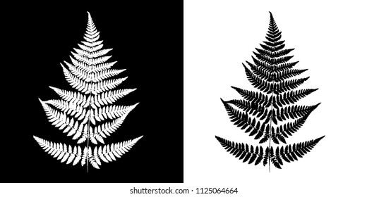 Fern Black-and-white vector image. Black fern silhouette isolated on white background and White fern silhouette isolated on black background.