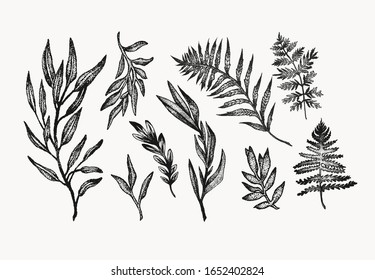 Fern botanical hand drawn illustration set. Isolated graphic design elements for your creative projects. Delicate forest drawings for tattoos, wedding invitations, posters, art