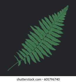 Fern botanical illustration