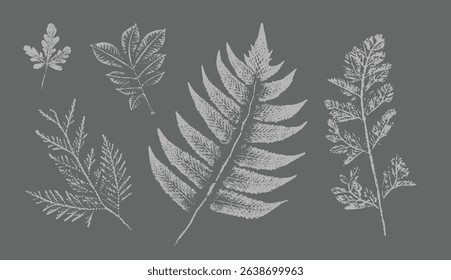 Fern botanical illustration sketch drawing on neutral gray for decorative print or natural background. Floral motif for card or invitation design.
