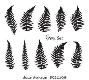 Fern branch set. Silhouettes of fern leaves. Vector illustration.