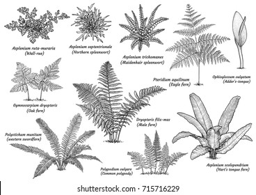 Fern Collection Illustration, Drawing, Engraving, Ink, Line Art, Vector