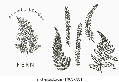 fern collection logo with leaf,leaves.Vector illustration for icon,logo,sticker,printable and tattoo