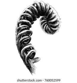 fern curl fern sprout spiral sketch vector graphics monochrome black-and-white drawing