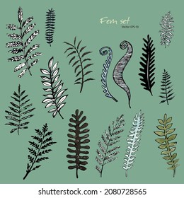 Fern. Frenos en vector. Hoja de Fern. Hojas. Plantas en vector. Dibujo de tinta. Ilustración de tinta