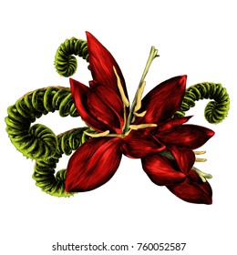 the fern flower blooms red pinstripe fern sprout spiral sketch vector graphics color picture