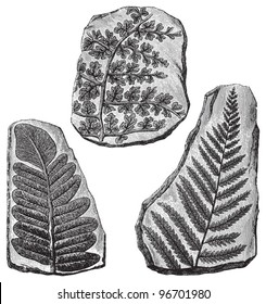 Fern fossils / Vintage illustration from Meyers Konversations-Lexikon 1897