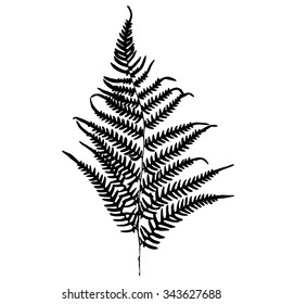 Fern frond black silhouette