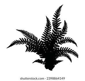 Fern frond black silhouette. Vector illustration. Forest concept.