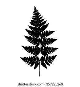 Fern frond black silhouette. Vector illustration. Forest concept.