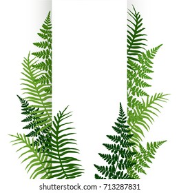 Fern frond frame vector illustration. Polypodiophyta plant leaves decoration on white background. Detailed bracken fern drawing, tropical forest herbs, fern frond grass card border.