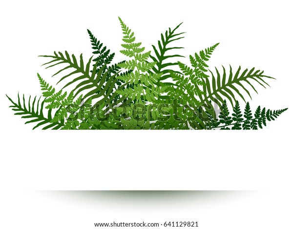 Fern frond frame vector illustration. Polypodiophyta\
plant leaves decoration on white background. Detailed bracken fern\
drawing, tropical forest herbs, fern frond grass card border.\
