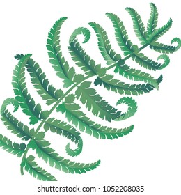 Fern frond herbs, tropical green forest plant leaves seamless vector background illustration.