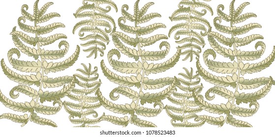 Fern frond herbs, tropical green forest plant leaves vector background illustration.