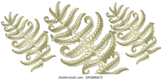 Fern frond herbs, tropical green forest plant leaves vector background illustration.