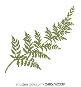 Fern frond illustration. Hand drawn leaf of fern. Green isolated print of fern leaf on the white background. Vector illustration.