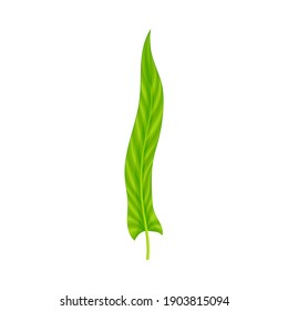 Fern or Frond Leaf with Erect Stem Vector Illustration