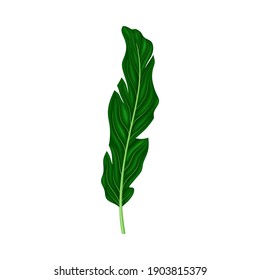Fern or Frond Leaf with Erect Stem Vector Illustration