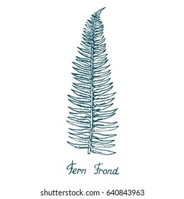 Fern Frond Leaf. Hand drawn doodle or sketch in pop art style. Vector illustration