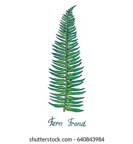 Fern Frond Leaf. Hand drawn doodle or sketch in pop art style. Vector illustration