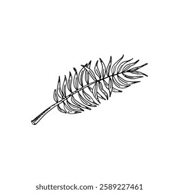 Fern frond line art hand-drawn doodle cartoon sketch of a natural element.