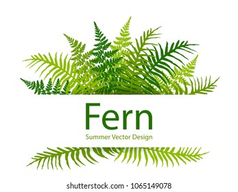 Fern frond tropical leaves frame vector illustration. Bush plant leaves decoration on white background. Green bracken and new zealand fern tropical forest herbs, fern frond grass card border.