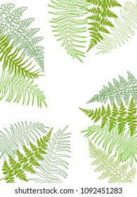 Fern frond tropical leaves frame vector illustration. Bush plant leaves decoration on white background. Green bracken and new zealand fern tropical forest herbs, fern frond grass card border.