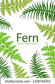 Fern frond tropical leaves frame vector illustration. Bush plant leaves decoration on white background. Green jade bracken and new zealand fern tropical forest herbs, fern frond grass card border.