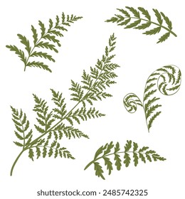 Fern fronds illustration. Hand drawn leaves of ferns. Green isolated print of fern leaves on the white background. Vector illustration. Set of fern leaves drawing.