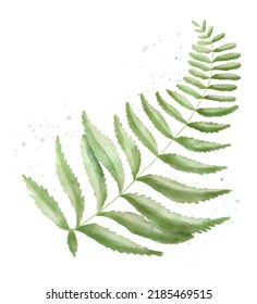 
Gráfica vectorial frontal feroz. La planta deja ornamentos en un fondo blanco. Dibujo detallado de helechos, hierbas tropicales