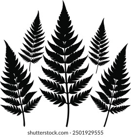 Fern Glyphe Symbol. Einfache solide Stil, Drei Blätter Farn. Schwarze einzelne Drucke von Farnblättern auf weißem Hintergrund, Drei-Blatt-Farn-Silhouetten