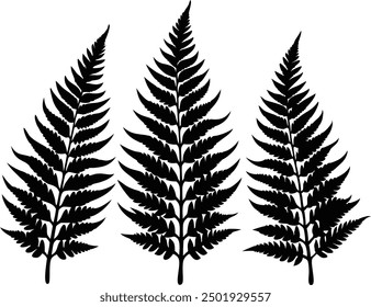 Fern glyph icon. Simple solid Style, Three leaves of fern. Black isolated prints of fern leaves on the white background, Three leaf fern silhouettes