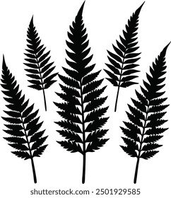 Fern glyph icon. Simple solid Style, Three leaves of fern. Black isolated prints of fern leaves on the white background, Three leaf fern silhouettes